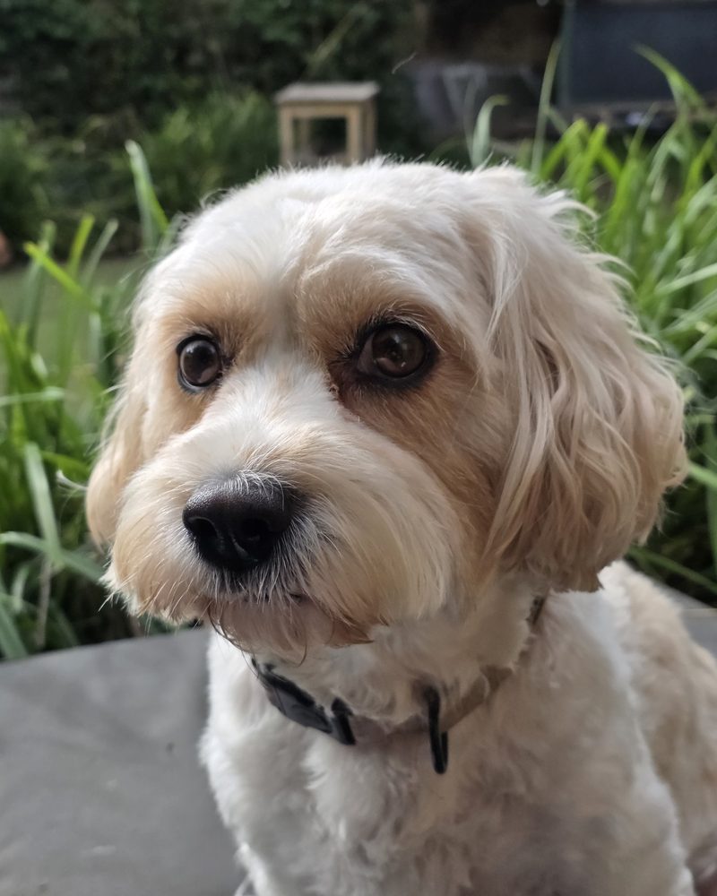 Coco, a small white Cavachon with brown eyes